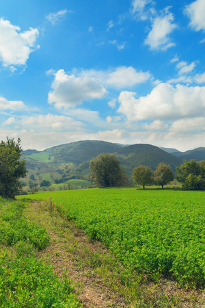 Green fields in a day of september, natural landscapeの写真素材
