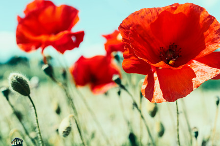 Flowers field with red poppies in the wind, outdoorsの写真素材