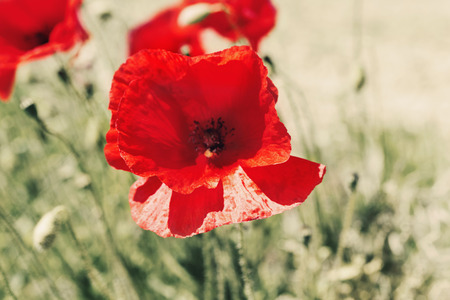 Flowers field with red poppies in the wind, outdoorsの写真素材