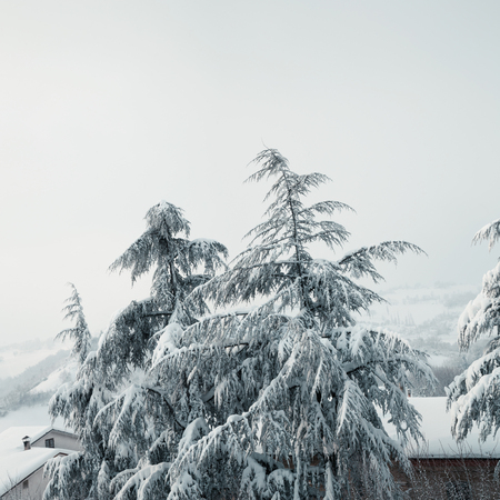 Winter landscape, snow covered fir treesの写真素材