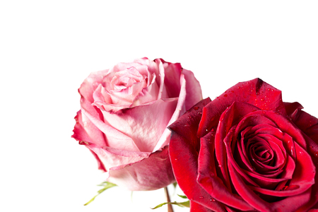 Closeup of two roses isolated on white backgroundの写真素材
