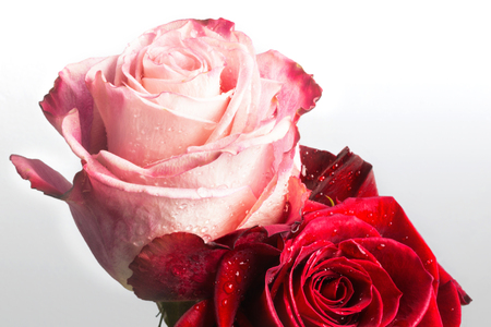 Fresh flowers, closeup of two wet roses, isolated on gray backgroundの写真素材