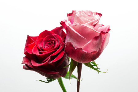 Closeup of two roses isolated on whiteの写真素材