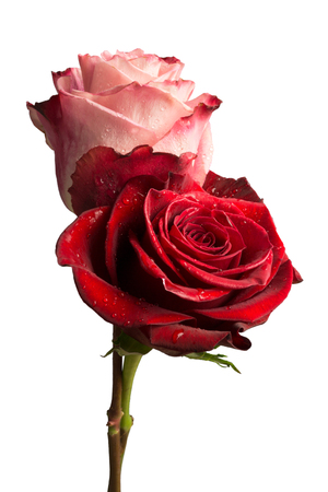 Closeup of two roses, isolated on white backgroundの写真素材