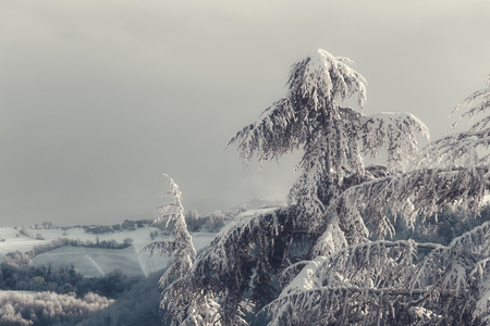 Beautiful winter landscape with snow covered pines treesの写真素材
