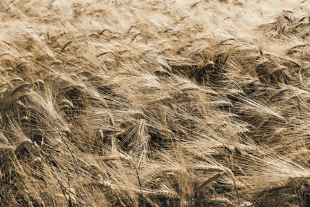 Natural background, green wheat field in windy dayの写真素材