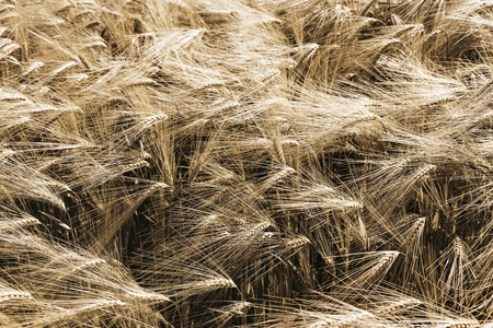 Natural background, green wheat field in windy dayの写真素材