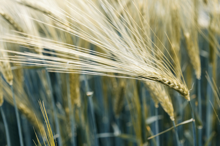 Natural background, green wheat field in windy dayの写真素材