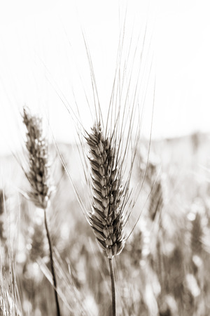 Two ears of a green wheat field, outdoorsの写真素材