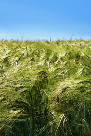 Natural background, green wheat field in windy dayの写真素材