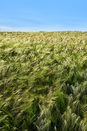 Natural background, green wheat field in windy dayの写真素材
