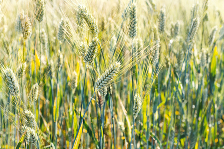 Green wheat field, natural backgroundの写真素材