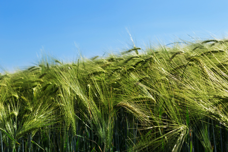 Natural background, green wheat field in windy dayの写真素材