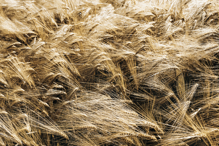 Natural background, green wheat field in windy dayの写真素材
