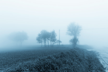 Natural scene, fields and trees in the mist at morningの写真素材
