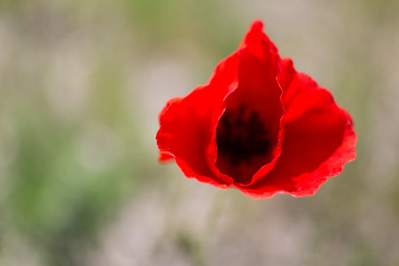 Field with red poppy in the windの写真素材