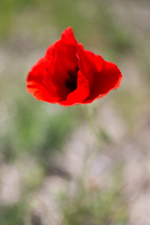 Field with red poppy in the windの写真素材