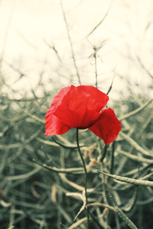 Closeup of a red poppy in the field, outdoorsの写真素材