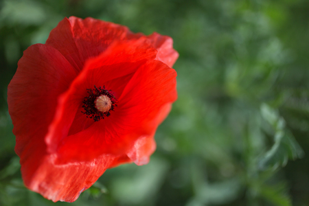 Field with red poppy in the wind, outdoorsの写真素材