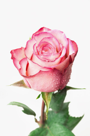 Beautiful fresh rose, isolated on white backgroundの写真素材