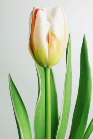 Blooming white tulips on the grey backgroundの写真素材