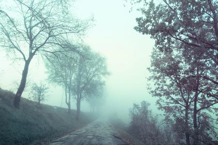 Natural landscape, dirt road in the woods on a foggy dayの写真素材