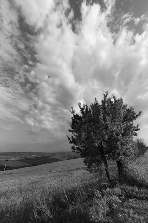 Natural background in black and white, tree in the fields and cloudy skyの写真素材