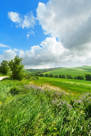 Landscape, green fields on a spring day, blue sky with cloudsの写真素材
