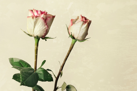 Isolated fresh pink roses, grunge backgroundの写真素材