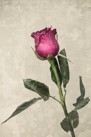 Isolated fresh pink rose, grunge backgroundの写真素材