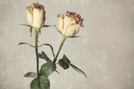 Beautiful fresh yellow roses, isolated on grunge backgroundの写真素材