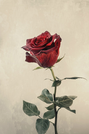 Beautiful fresh rose, isolated on grunge backgroundの写真素材
