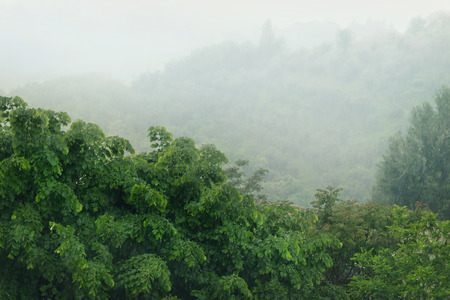 Trees in the rain, view from the windowの写真素材