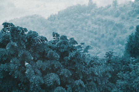 Trees in the rain, view from the windowの写真素材