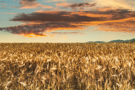 Beautiful countryside landscape at sunset, wheat field and sky with cloudsの写真素材