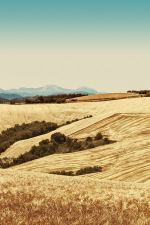 Countryside landscape at twilight, fields of ripe wheat and clear skyの写真素材