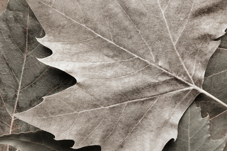 Macro image of plane tree leaves, nature backgroundの写真素材