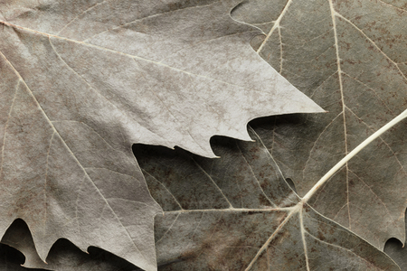 Macro image of plane tree leaves, nature backgroundの写真素材