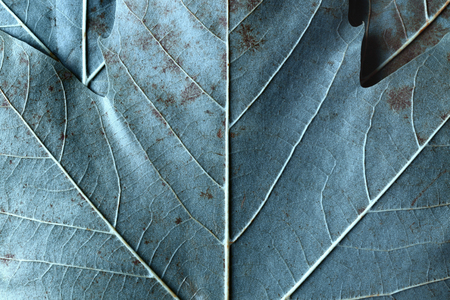 Macro image of plane tree leaves, nature backgroundの写真素材