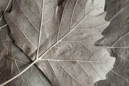 Macro image of plane tree leaves, nature backgroundの写真素材