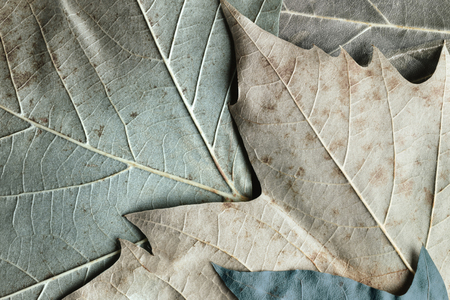 Macro image of plane tree leaves, nature backgroundの写真素材