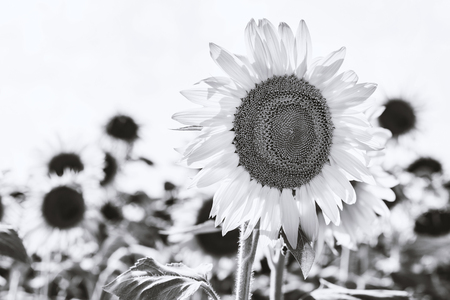 Black and white blooming sunflowers in a summer dayの写真素材
