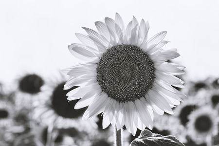 Black and white blooming sunflowers in a summer dayの写真素材