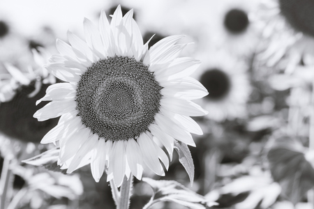 Black and white blooming sunflowers in a summer dayの写真素材