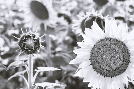 Black and white blooming sunflowers in a summer dayの写真素材