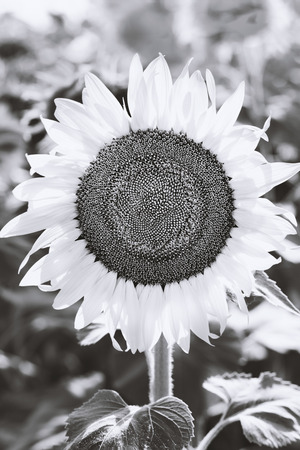 Black and white blooming sunflowers in a summer dayの写真素材