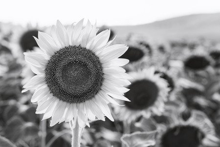 Black and white blooming sunflowers in a summer dayの写真素材