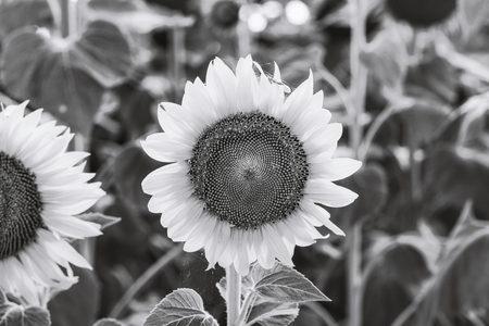 Black and white blooming sunflowers in a summer dayの写真素材