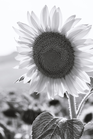 Black and white blooming sunflowers in a summer dayの写真素材