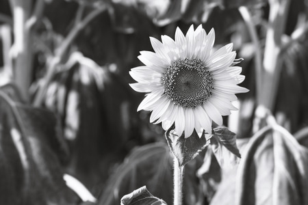 Black and white blooming sunflowers in a summer dayの写真素材